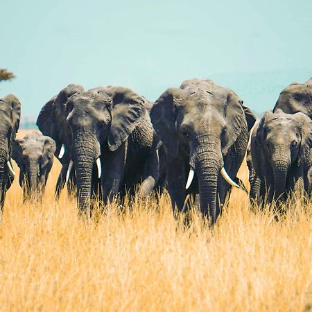 Kananga Special Tented Camp Banagi Luaran gambar