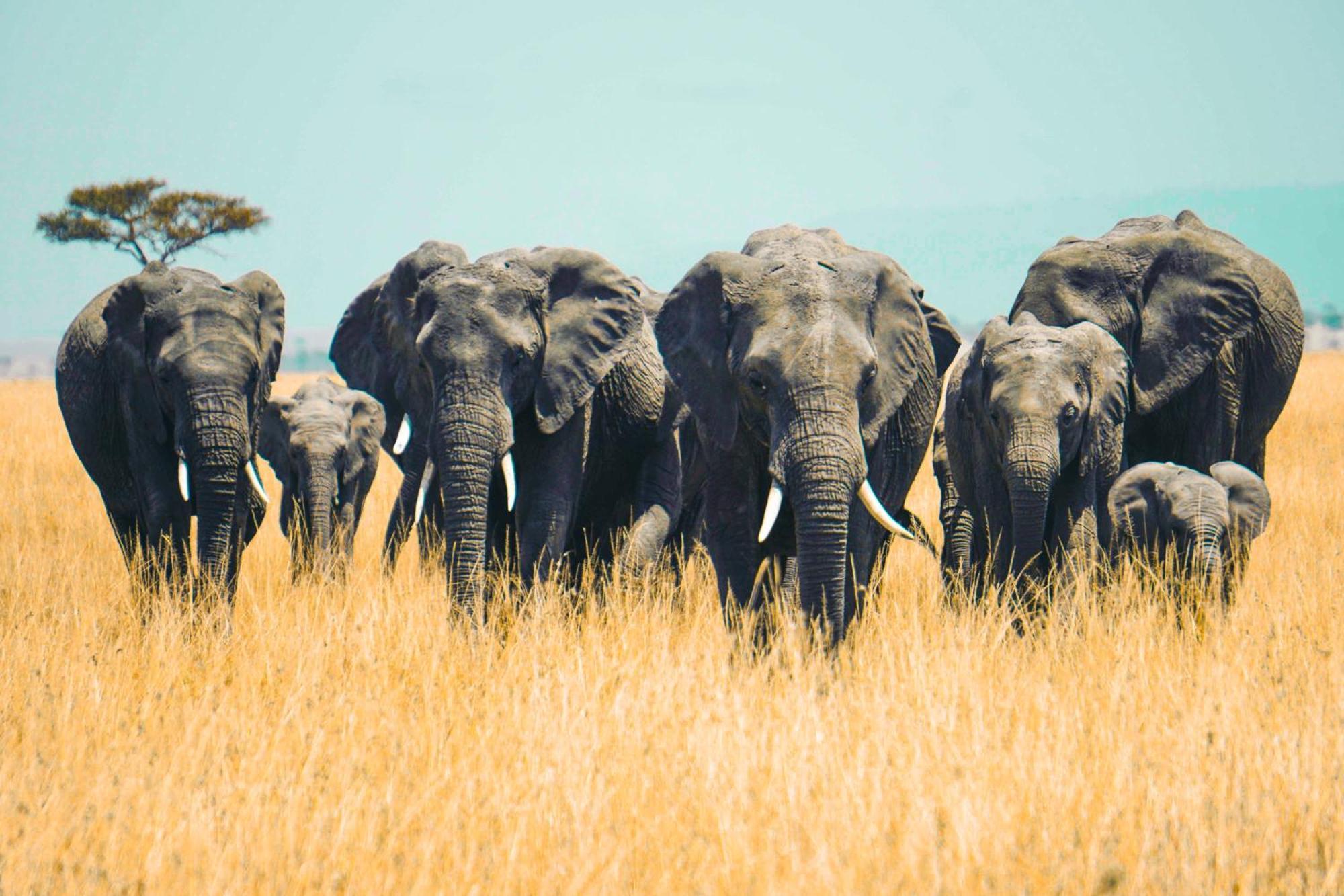 Kananga Special Tented Camp Banagi Luaran gambar