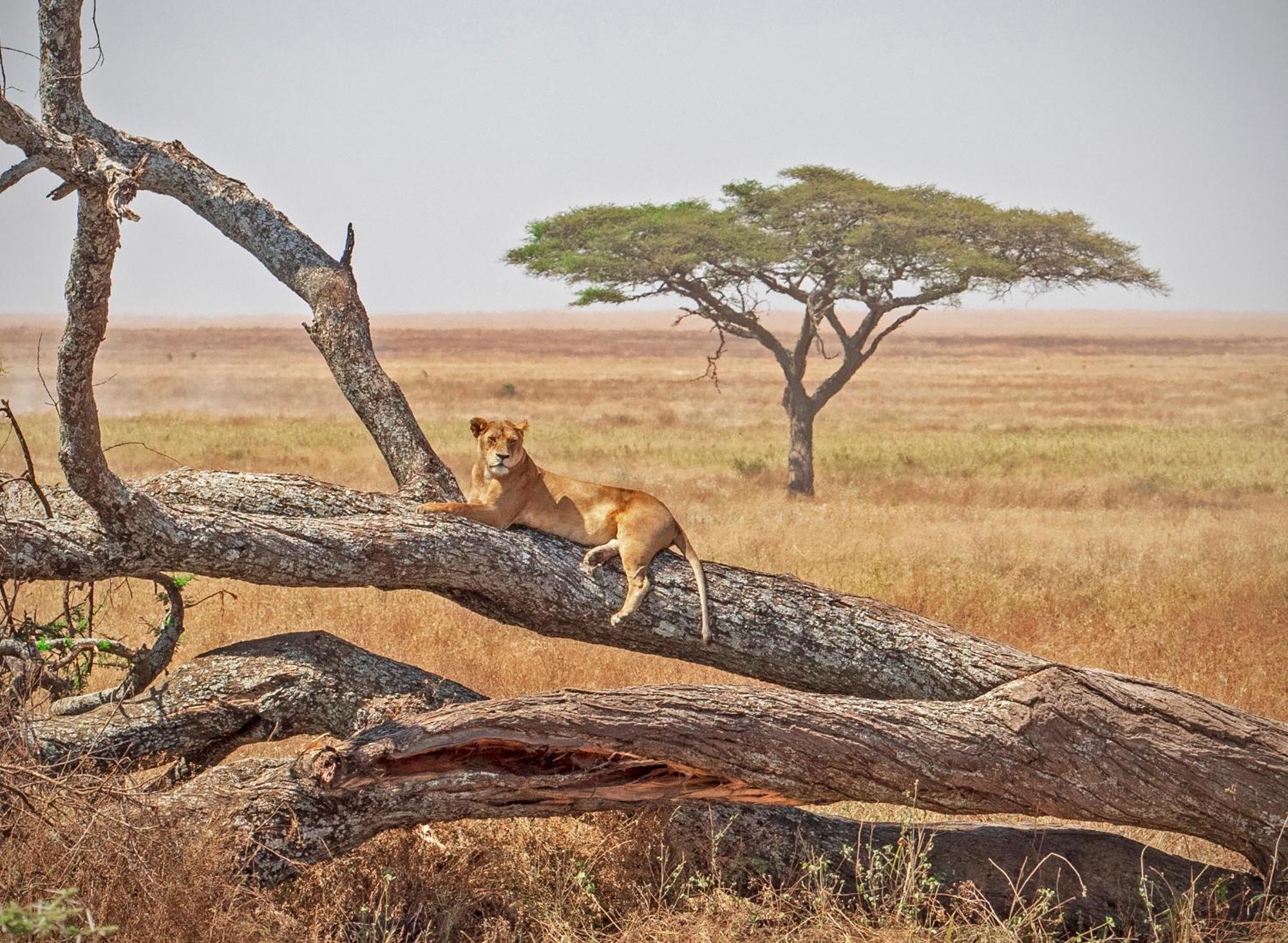 Kananga Special Tented Camp Banagi Luaran gambar